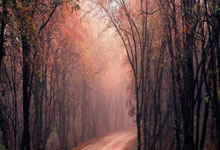 巴西对阵法国，谁才是足球赛场的终极王者？